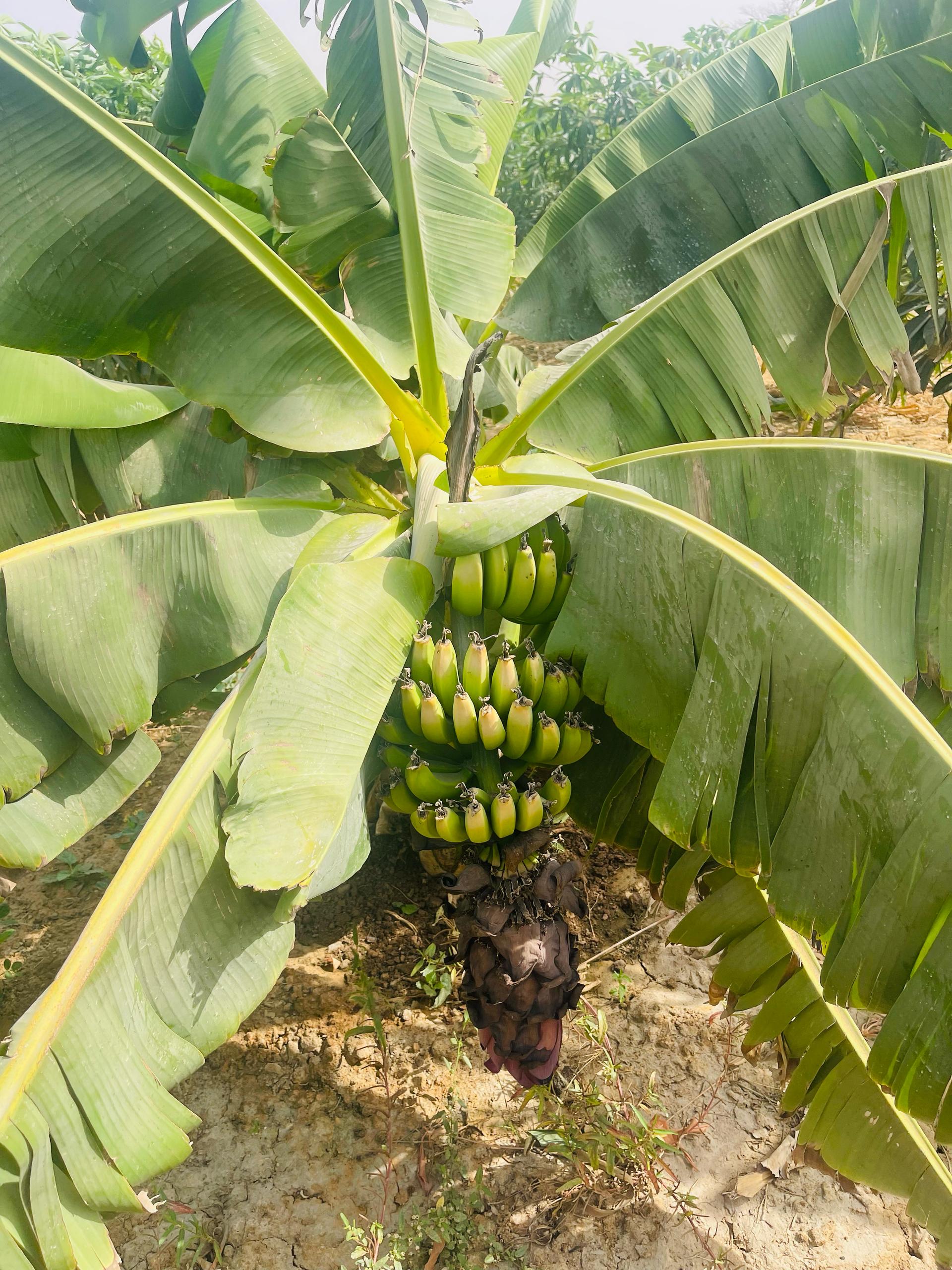Bananeraie SACAB